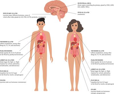 Frontiers Endocrine disorders and fertility and pregnancy An update